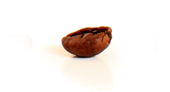 One roasted Bean