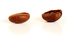 Two roasted Beans